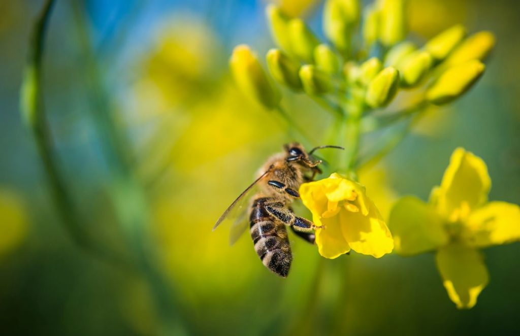 Plan rapproché d'une abeille en train de butiner le nectar des fleurs jaunes.