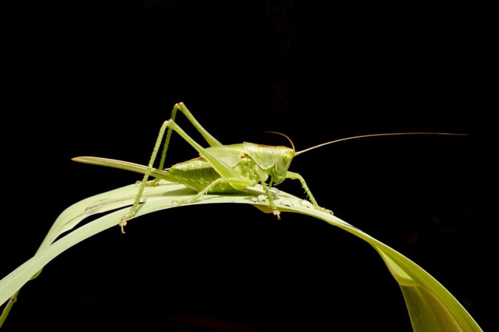 Une sauterelle marche sur la feuille verte d'une plante devant un fond noir.