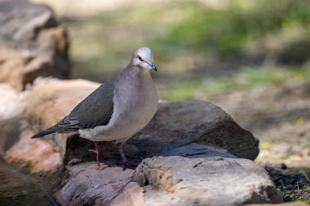 Une vue d'un pigeon au premier plan, debout sur des rochers.