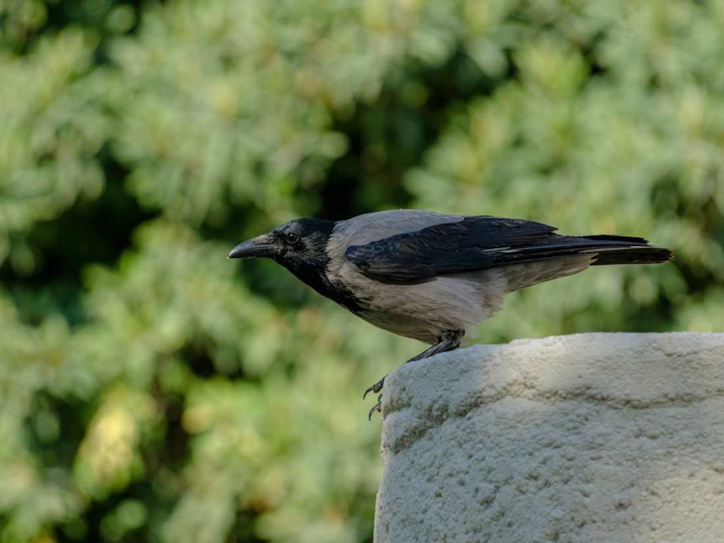 Vue de profil d'un oiseau sur un rocher, prêt à s'envoler.