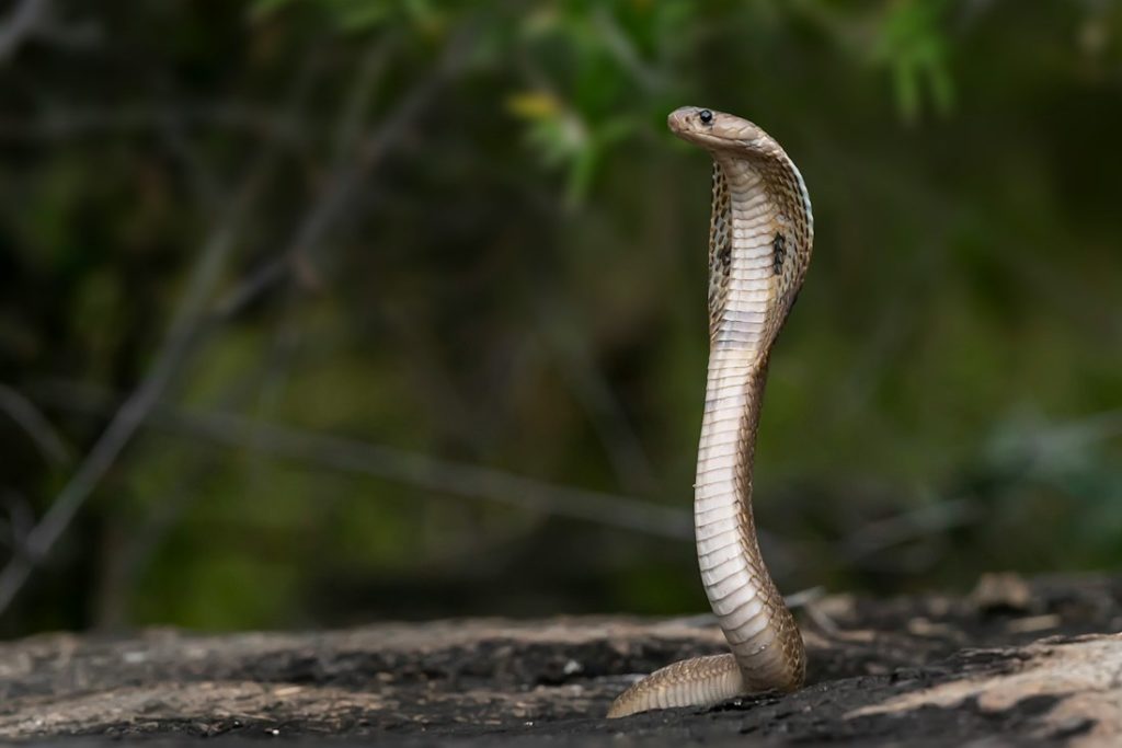 Vue d'un serpent dressé, sur le point d'attaquer une proie.